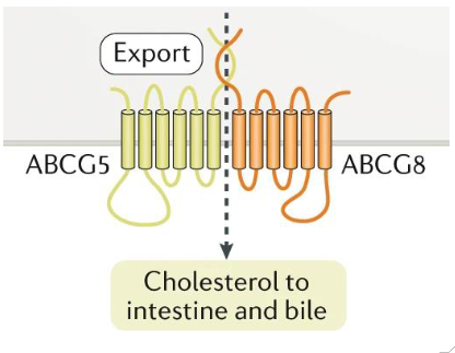 <p>Excretion of Free Cholesterol in Bile</p>