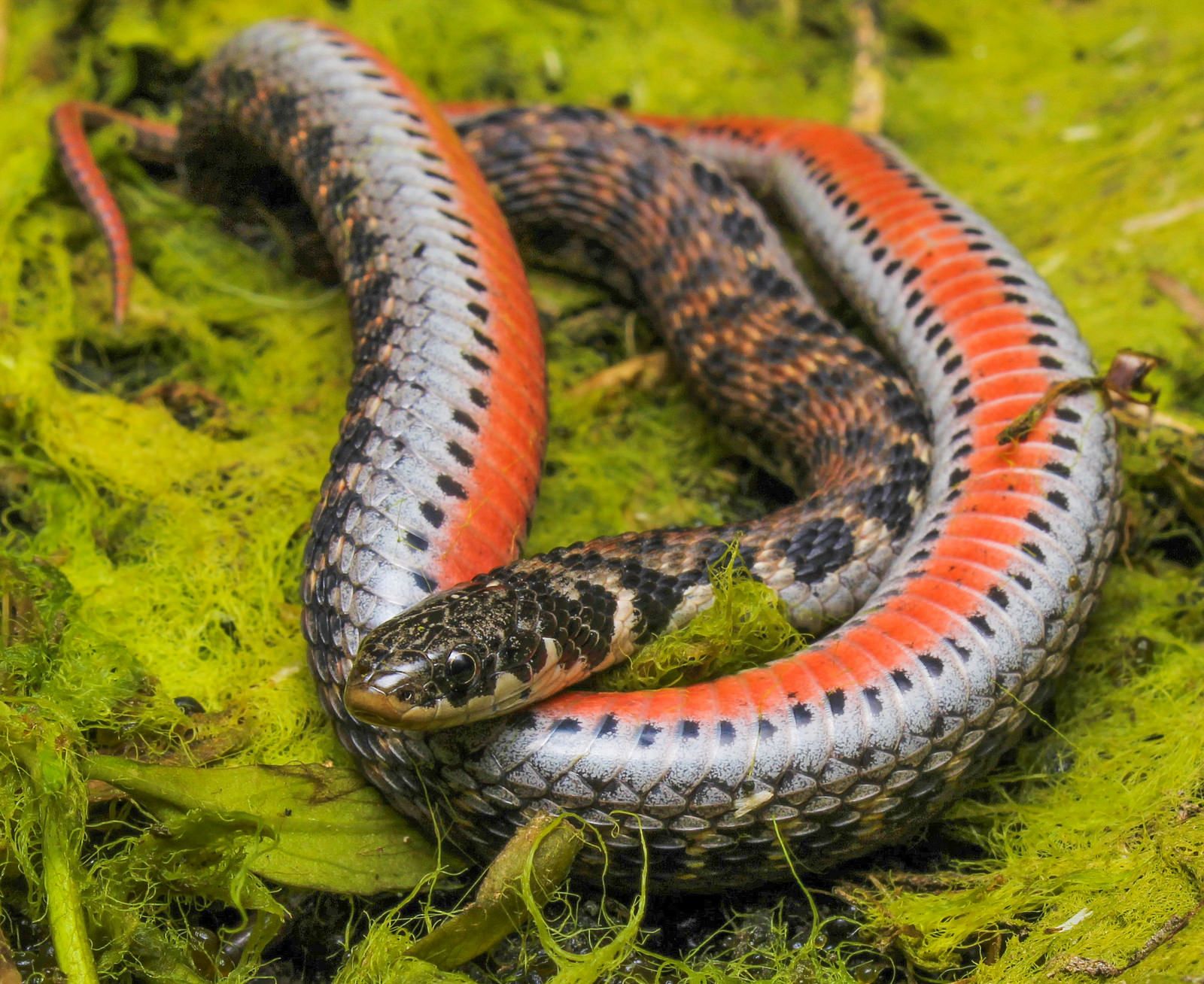 Kirtland's snake (Clonephis kirtlandii)