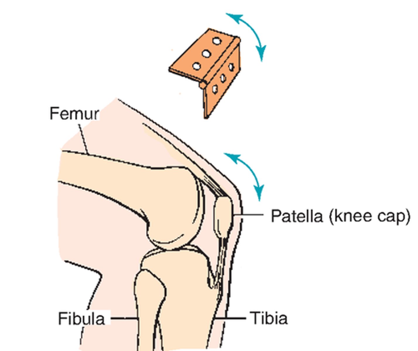 <p>- uniaxial synovial joint and hinge joint</p><p>- allows for flexion and extension of the lower leg</p><p>- includes the distal end of the femur, the proximal ends of the tibia, and the patella</p><p>- many small ligamentous connections work together to stabilize the joints while having some give and typically have 2 connections, one to each bone</p>