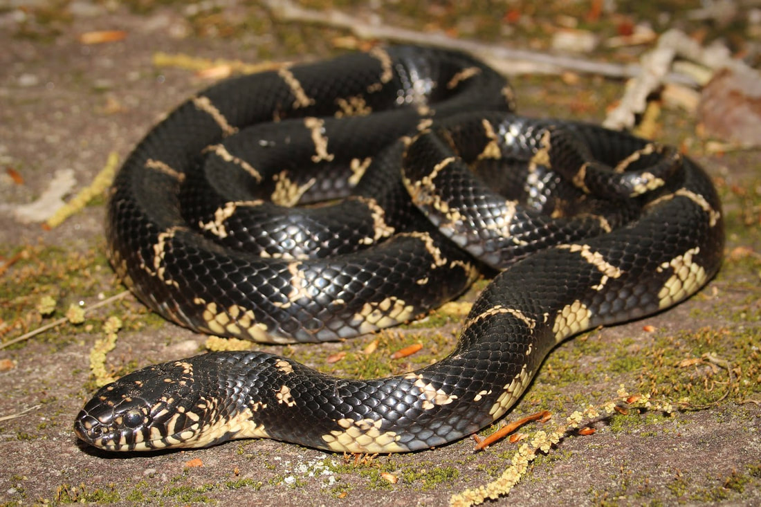 <p>Eastern Kingsnake</p>