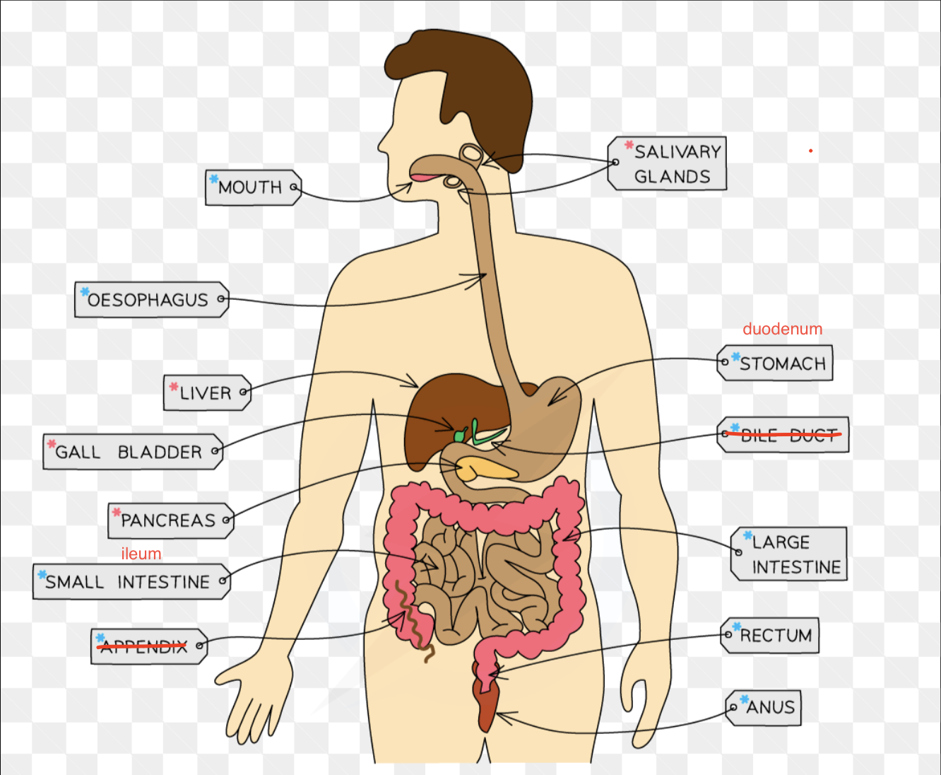 knowt flashcard image