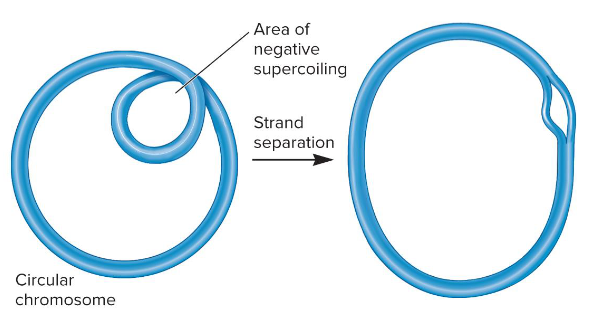 <p>Fill in the blank…</p><p>The chromosomal DNA in bacteria is ( ) supercoiled.</p>