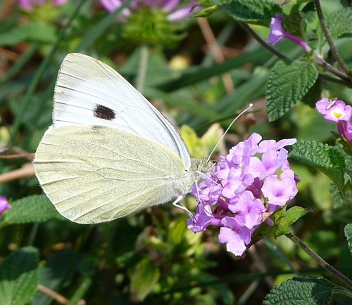 <p>Witjes, overweldigend wit of geel, dagvlinders</p>
