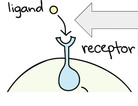 <p><span style="background-color: transparent; font-family: "Proxima Nova", sans-serif;"><span>Highly specific (must be the right shape).</span></span></p>