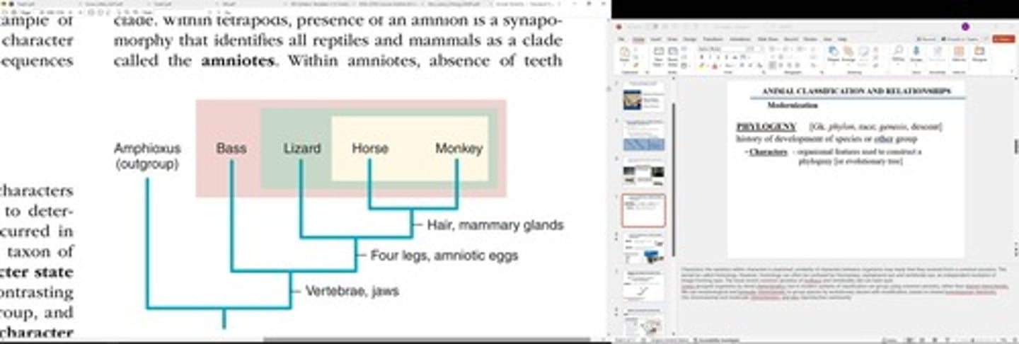 <p>History of species development and relationships.</p>