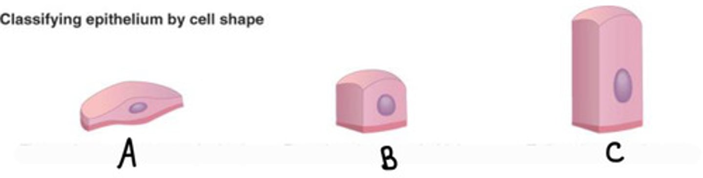 <p>What does C show?</p>