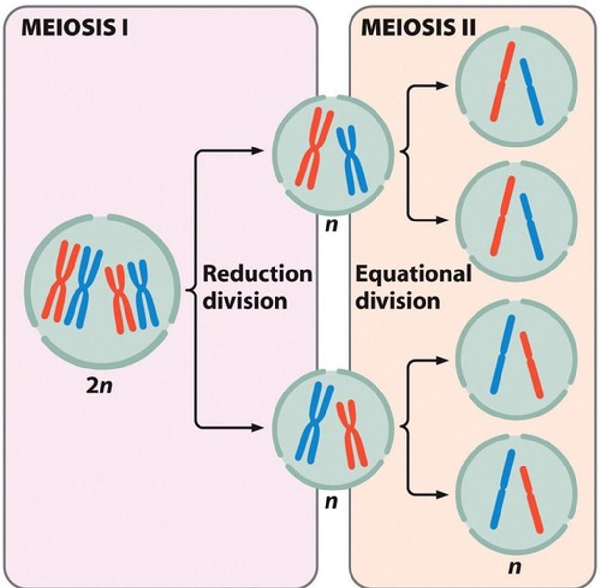 <p>The process of cell division that results in four non-identical gametes.</p>