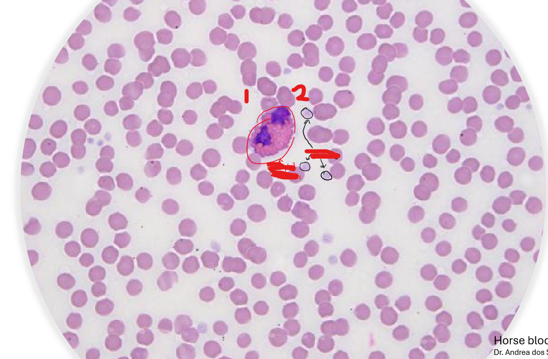 <p>Indicate the labels in the blood smear. Wha kind of cells are in in the slide?</p>