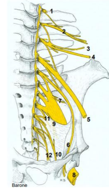 <p>Donne les nerfs du Plexus Lumbalis</p>