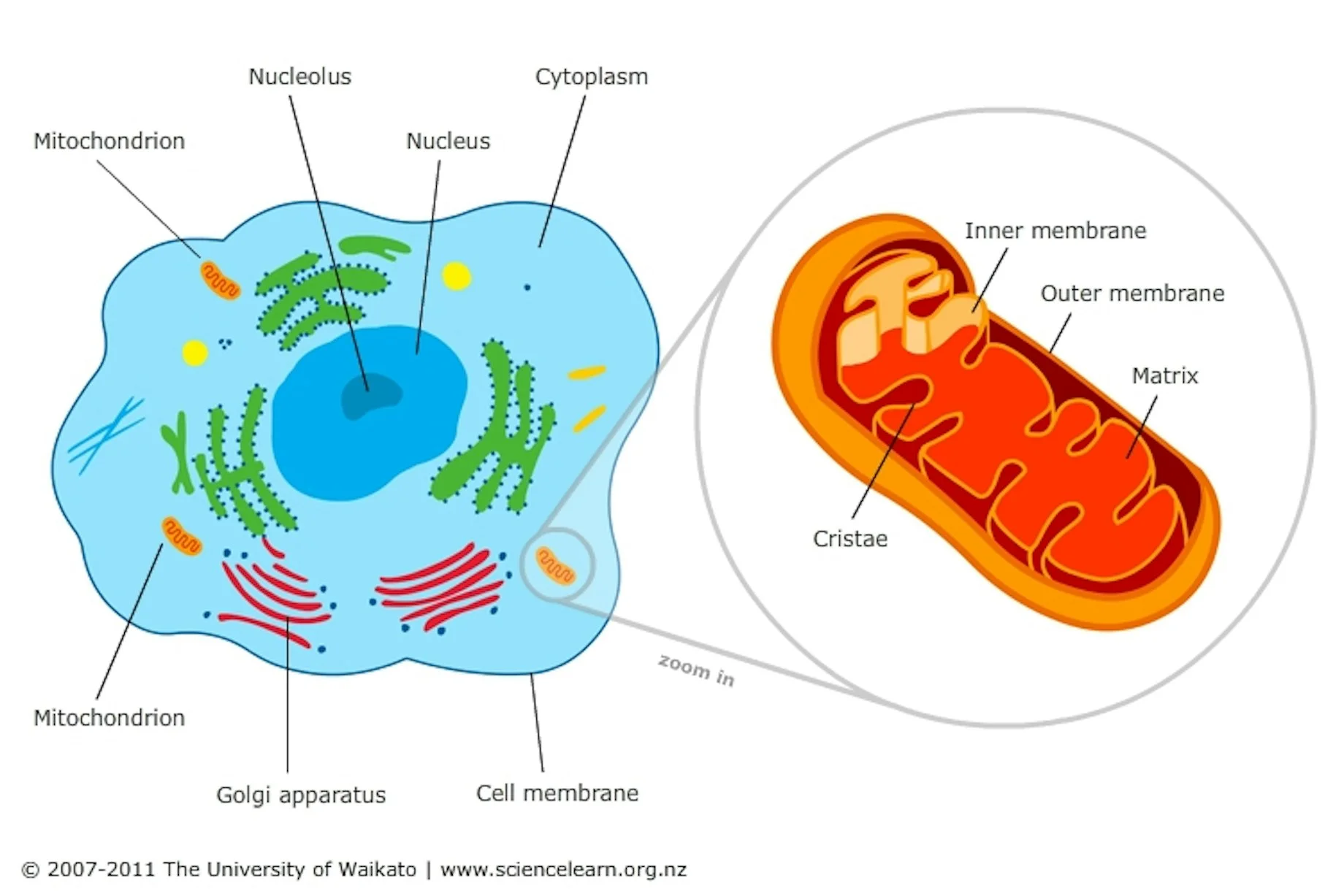 <ul><li><p>Intermembrane space, Matrix, and Cristae </p></li><li><p>Recall: I (Intermembrane space) Make (Matrix) Cell (Cristae)</p></li></ul><p></p>