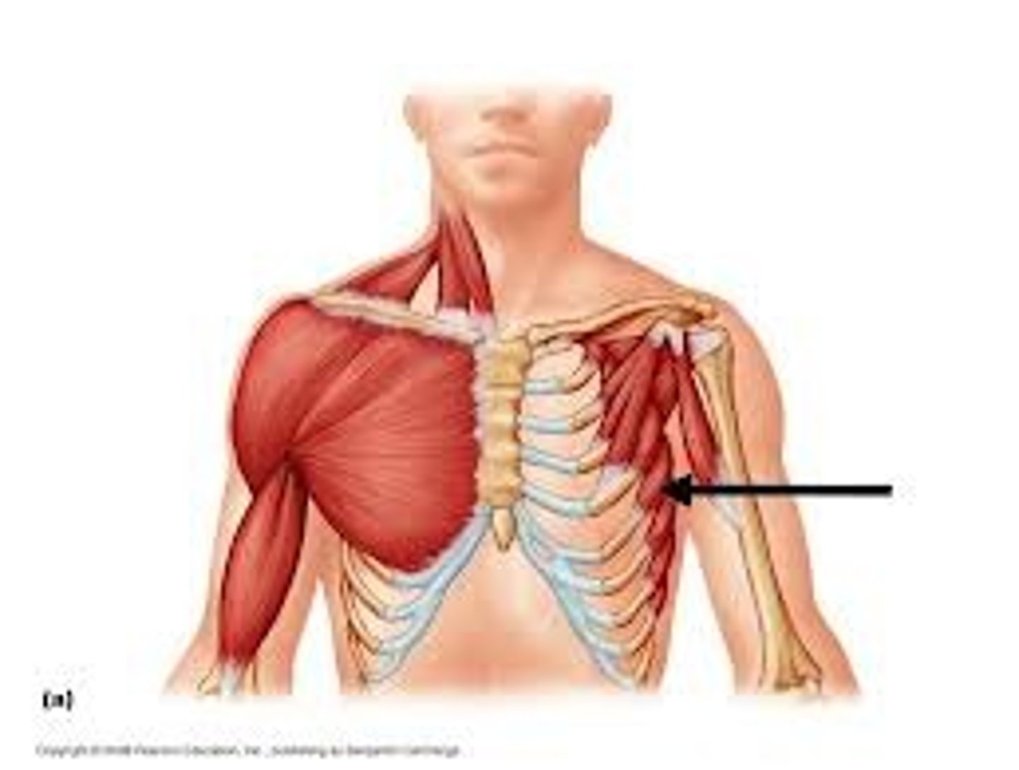 <p>wraps from posterior to anterior, medial border of scapula to side of ribs, grabs ribs like fingers, holds scapula in place</p>