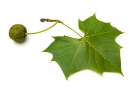 What is this species