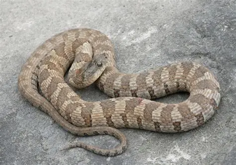 <p>Lake Erie watersnake</p>