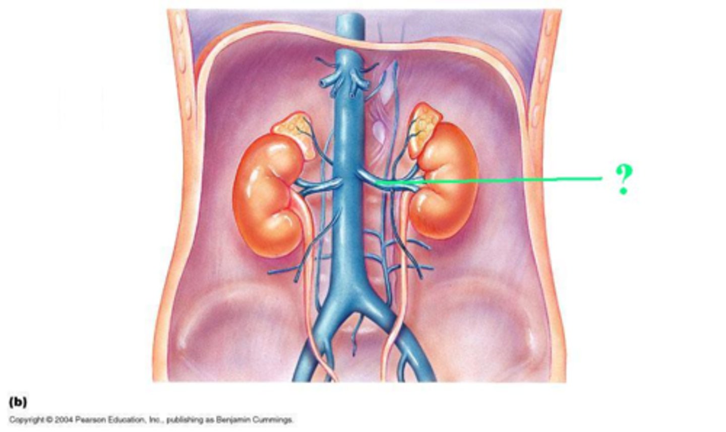 <p>Identify the indicated blood vessel.</p>