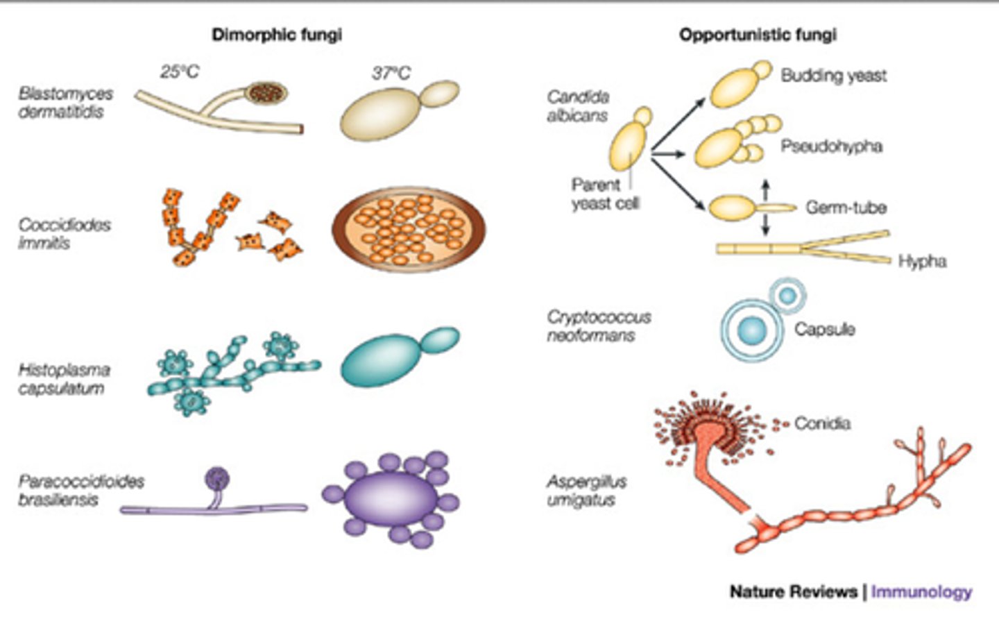 <p>the ability of of some fungi to exist in two forms, depending in general on the temperature and availability of nutrients</p>
