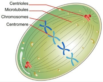 <p>Found in animal cells only. Plant cells do not have centrioles but do form spindle apparatus. They provide attachment for spindle fibres and are a pair of cylindrical organelles that move apart to opposite poles of the cell. As these organelles moves apart, a network of fibres called the spindle apparatus forms between them. Each spindle fibre is made of microtubules—hollow tubes of protein that facilitate movement of chromosomes within a cell. A spindle fibre lengthens with the addition of microtubule subunits. The removal of these subunits causes a spindle fibre to shorten.</p>