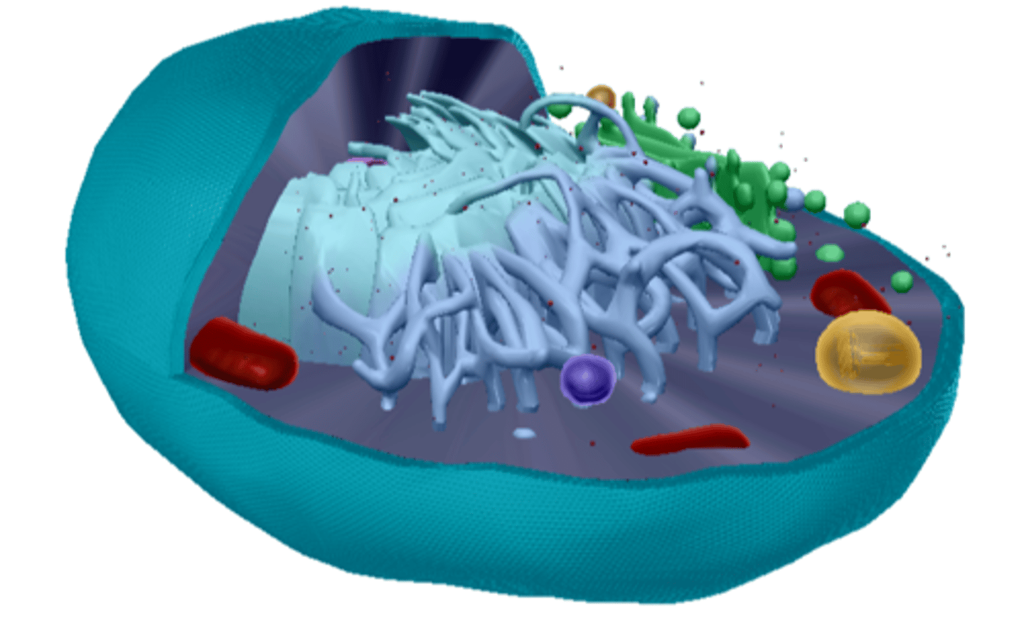 <p>Cell Wall, Protection</p>