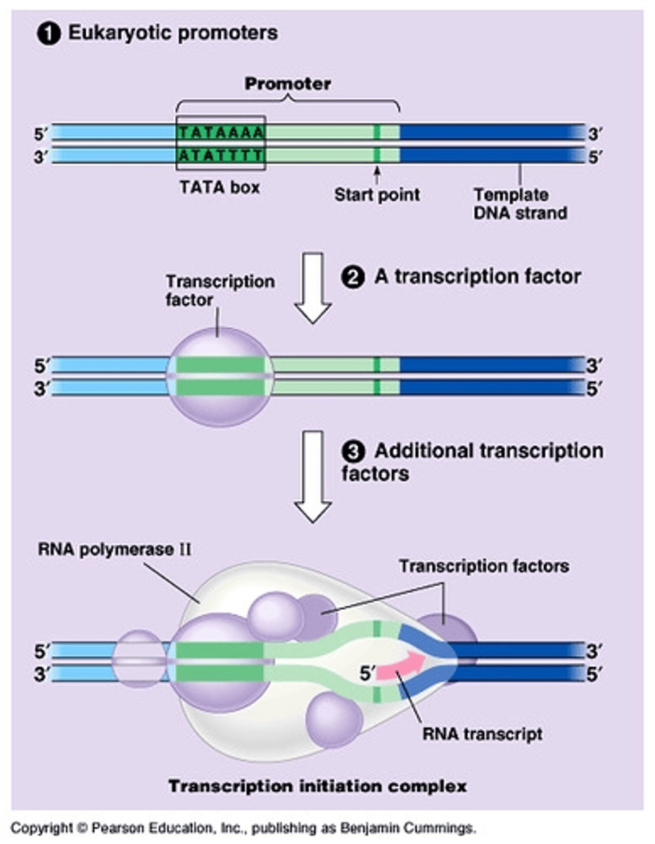 <p>NO! Note that DNA polymerase does</p>