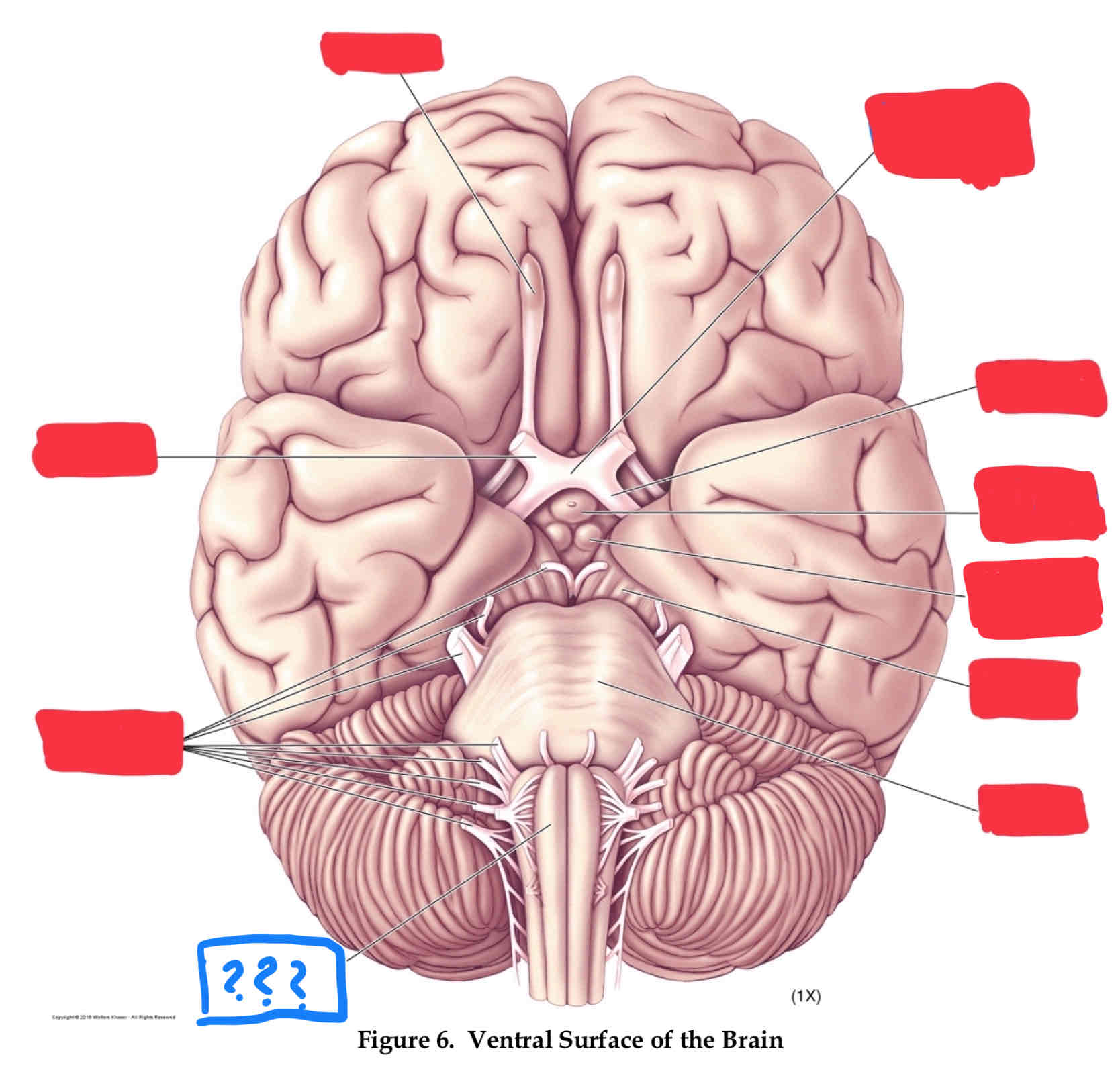 <p>control of vital functions such as respiration, heart regulation, and general muscle tone (in myencephalon)</p>