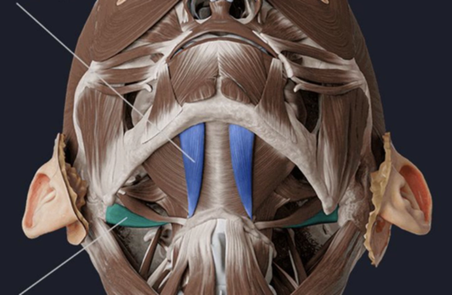 <p>ID muscle (blue)</p>