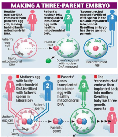 <p>Mitochondrial transplantation/donation</p><p>Can be done before or after fertilisation</p><p>3-parent embryo</p>