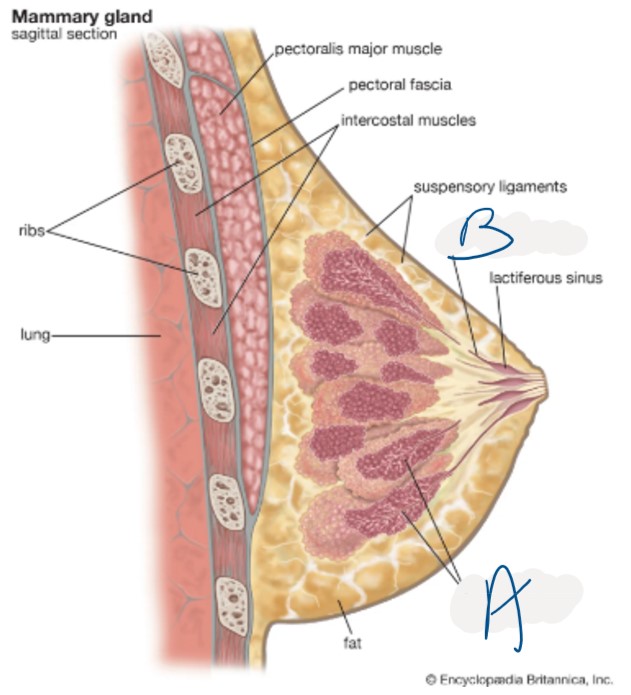 <p>What structure is labeled B</p>