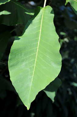 term image