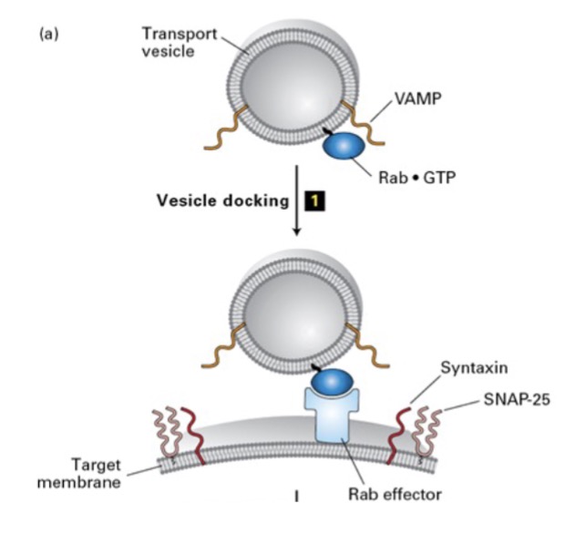 <ul><li><p>Rab-GTP recognized/binds to Rab effector (target membrane)</p></li><li><p>docks vesicle to membrane</p></li></ul>