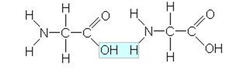 <p>bonds between amino acids</p>