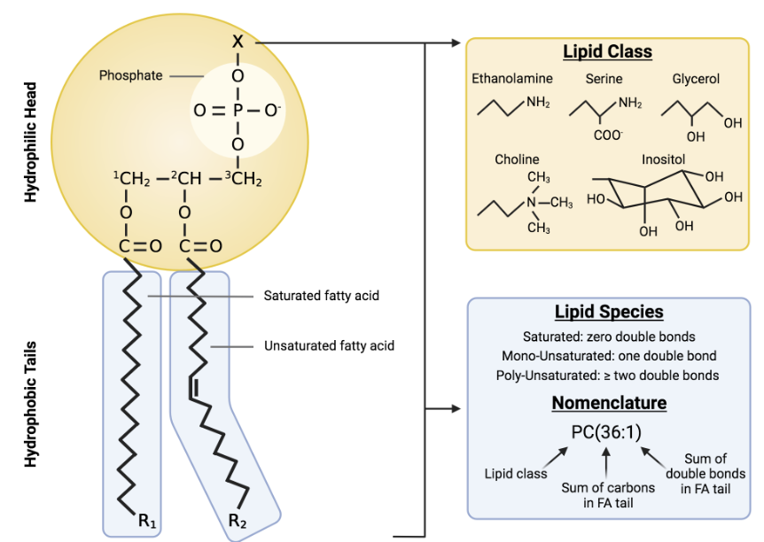 <ul><li><p>hydrophilic head:</p><ul><li><p>phosphate group (reason for hydrophilic nature)</p></li><li><p>glycerol</p></li></ul></li><li><p>hydrophobic tails:</p><ul><li><p>2 fatty acids</p><ul><li><p>saturated or unsaturated</p></li></ul></li></ul></li></ul><p></p>