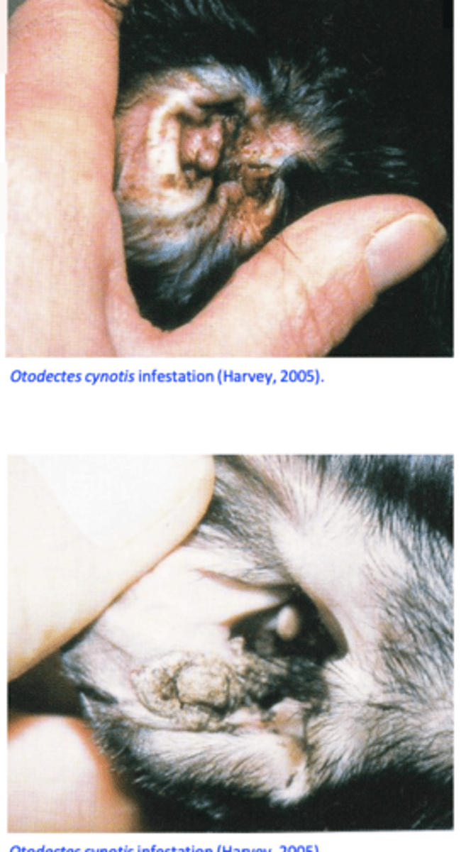 <p>Brownish waxy exudate/cerumen in the ear canal that can dry =&gt; crusts might develop;</p><p>Pruritus =&gt; scratching or rubbing of the ears and shaking of the head, hematoma formation, self- trauma;</p>
