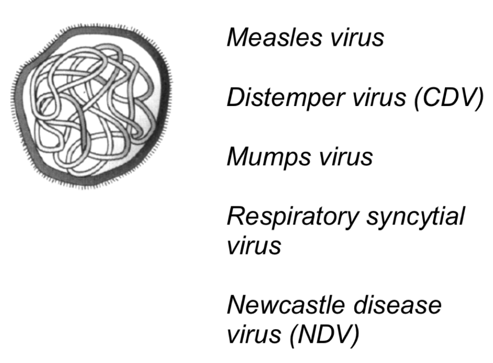 <p>-Helical capsid </p><p>-Plemorphic 150nm</p><p>-Envelope&nbsp;</p><p>-Virion transcriptase&nbsp;</p><p></p><p>Cause:</p><p>-Measles&nbsp;(measles virus)</p><p>-Canine distemper&nbsp;(distemper virus-CDV)</p><p>-Mumps&nbsp;(Mumps virus)</p><p>-Bronchitis&nbsp;(respiratory syncytial virus)</p><p>-Fowl pest (newcastle disease virus)</p>