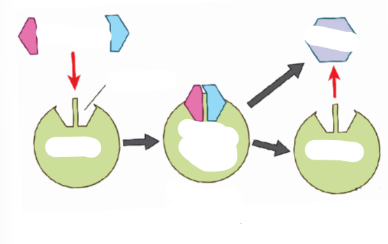 <p>(ENERGY / ATP / ENZYMES) <strong><em><u>Enzyme Specificity</u></em></strong></p><ul><li><p>Label the process of an enzyme. </p></li></ul><p></p>