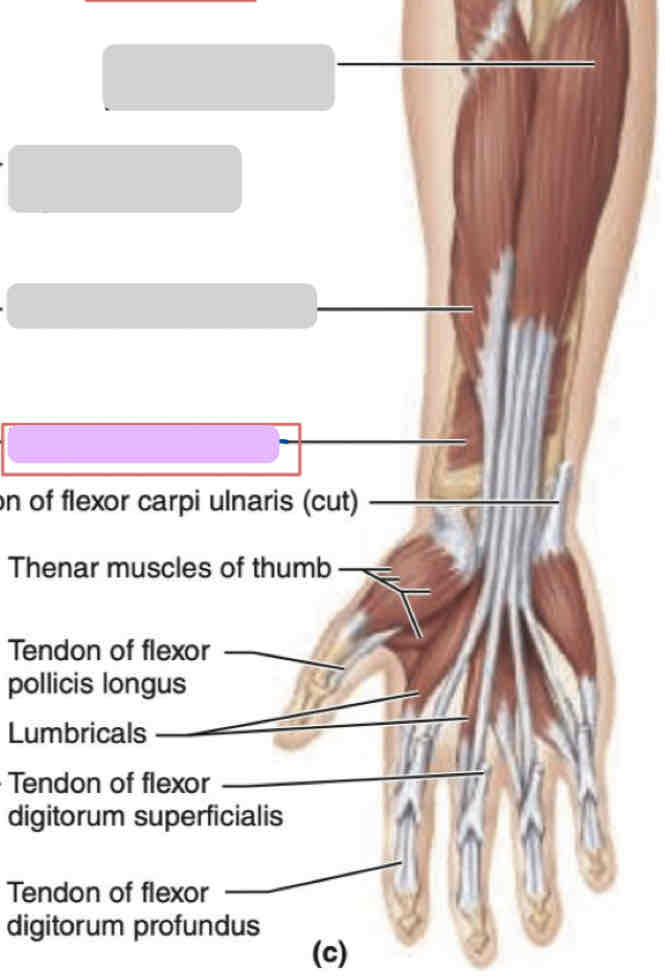 <p><span>Anterior arm (deep)</span></p>