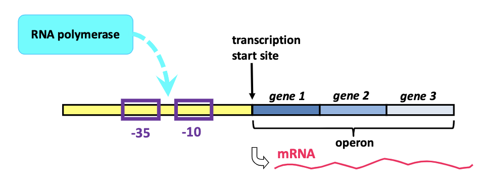 <p><span>group of genes that are regulated by the same promoter and transcribed as a single mRNA</span></p>
