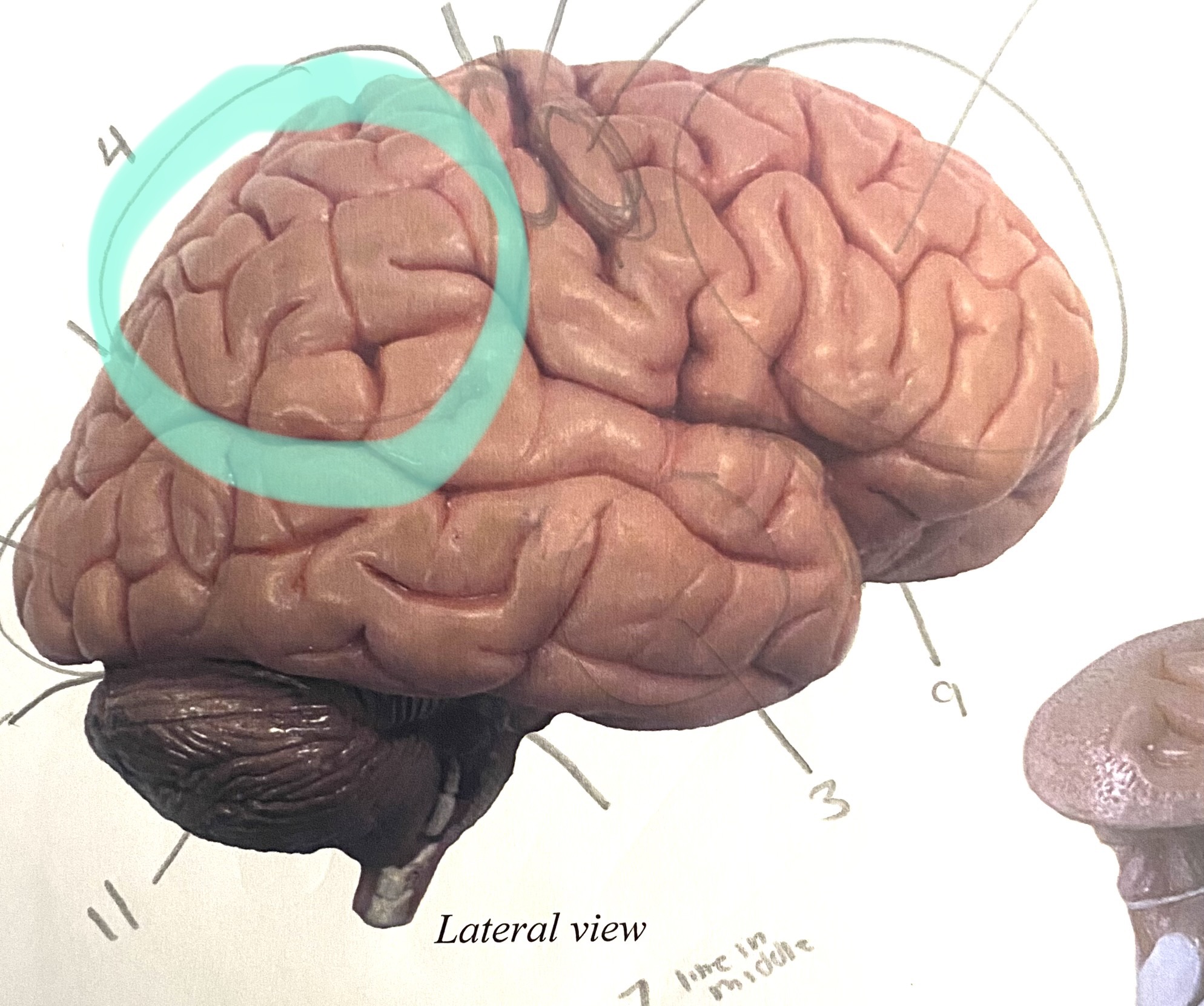 knowt flashcard image