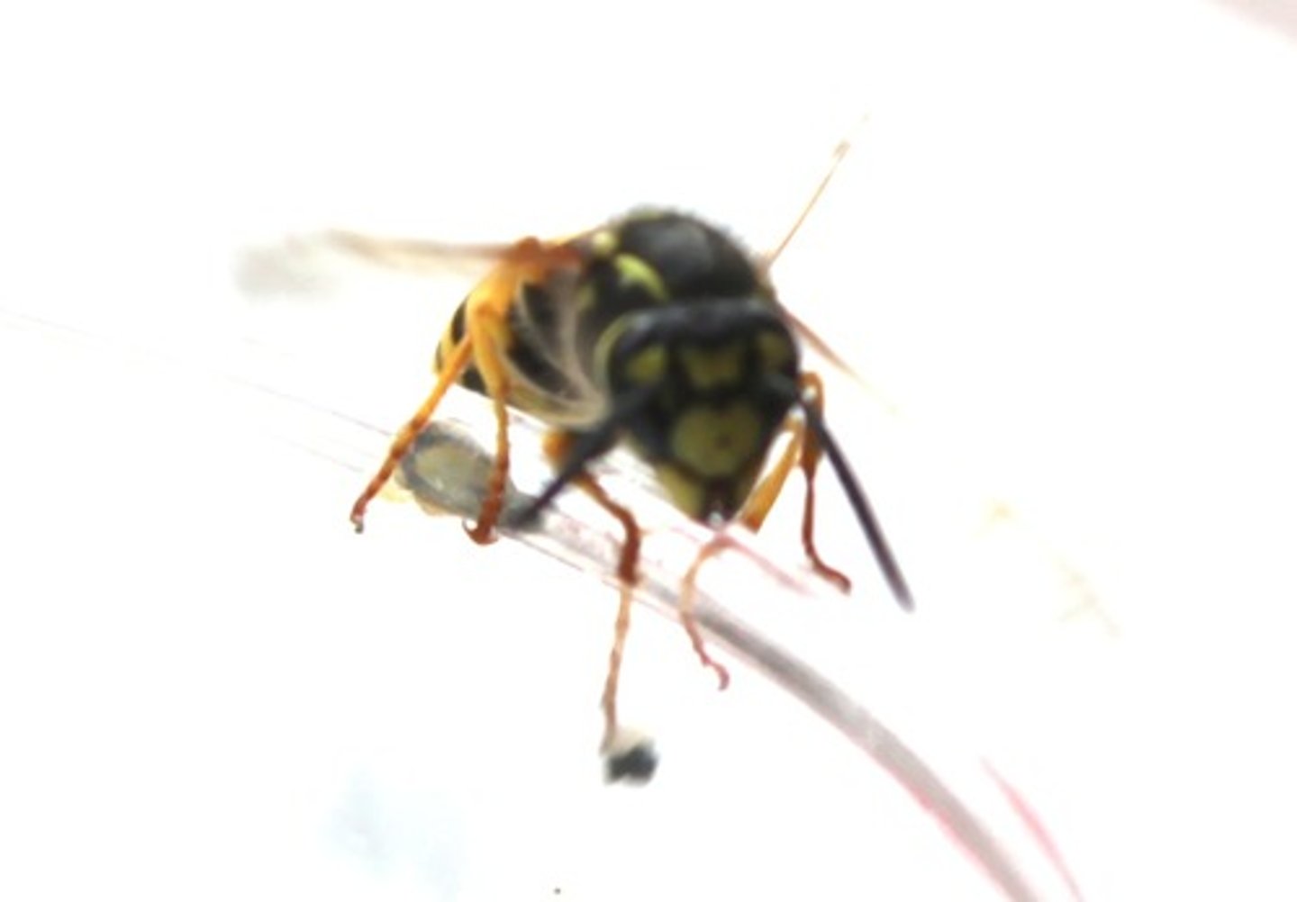 <p>en geting</p>