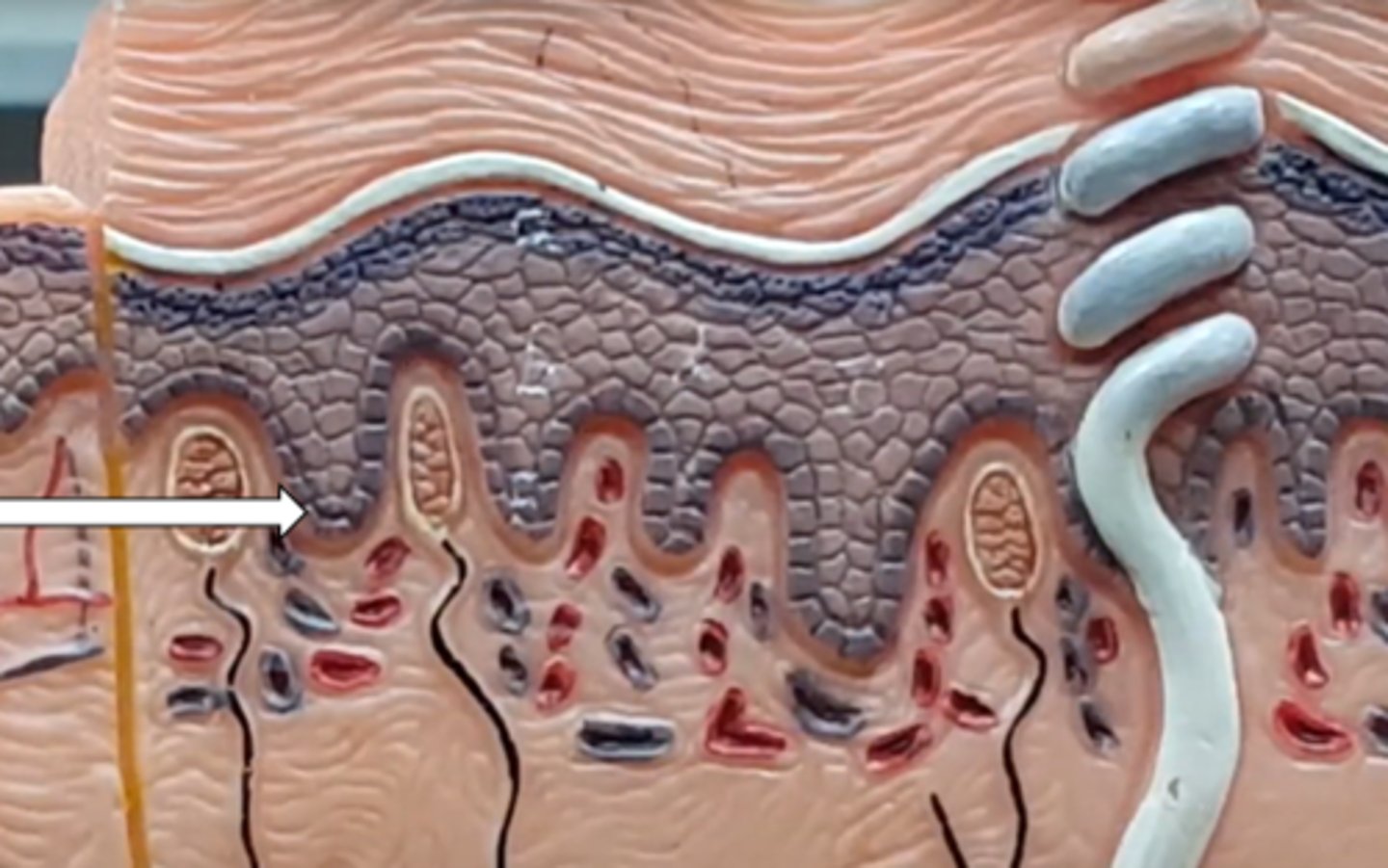 <p>name the structure/layer</p>