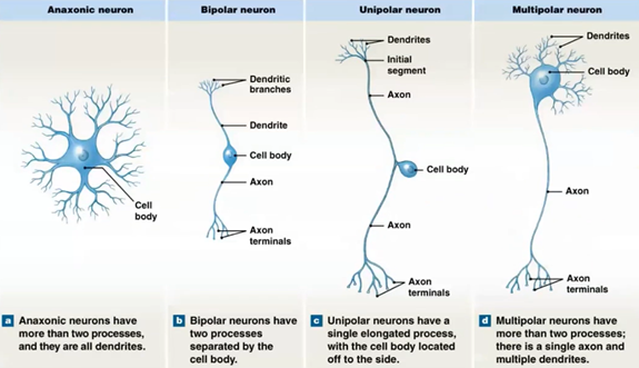 <p><span style="font-family: Arial, sans-serif">PNS – sensory – going into the CNS – only has one projection going from the cell body to wherever, cell body sits off to the side of the axon</span></p>