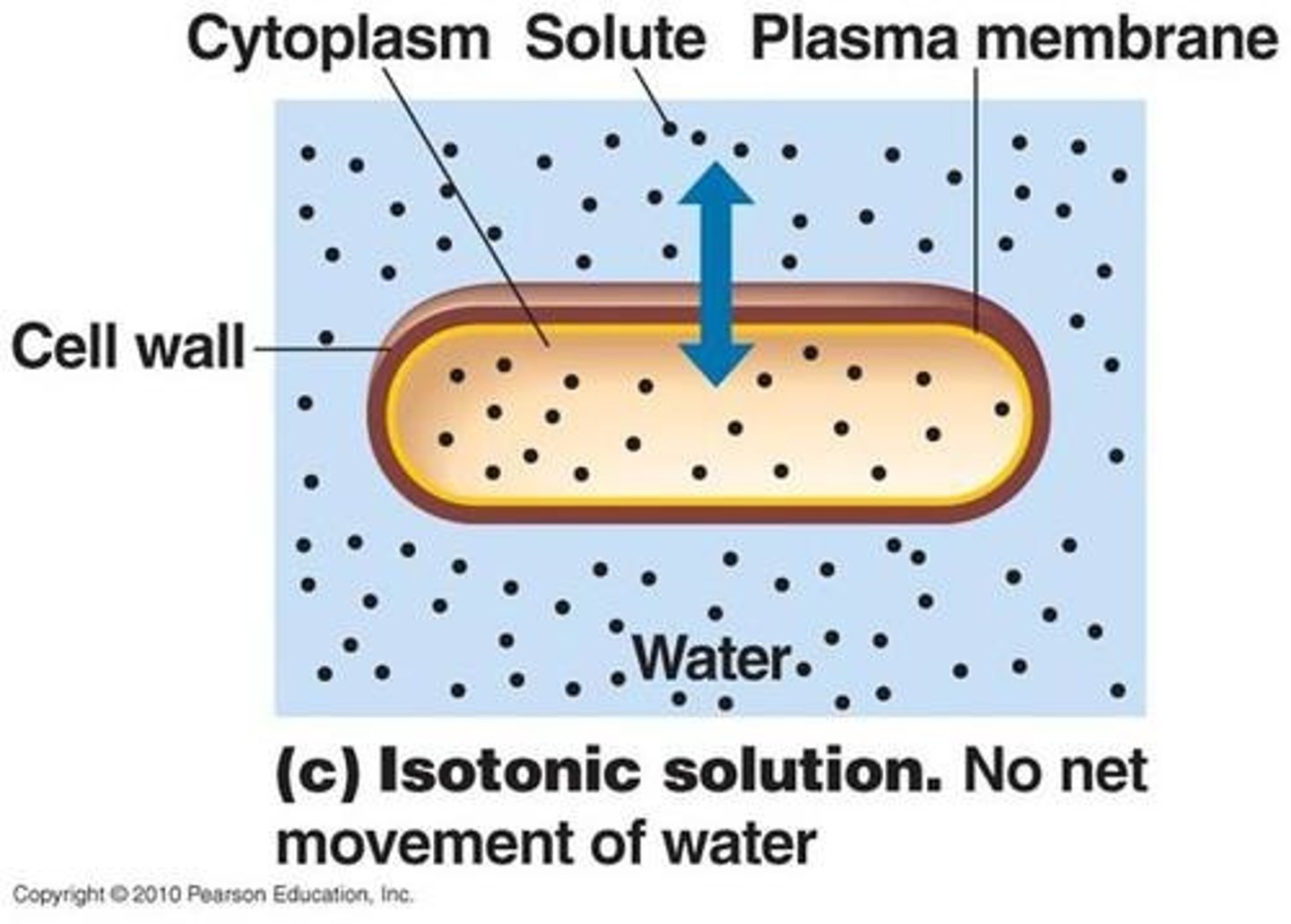 <p>no net water movement across the plasma membrane</p>