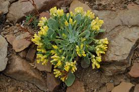 <p><em>Physaria acutifolia</em></p>