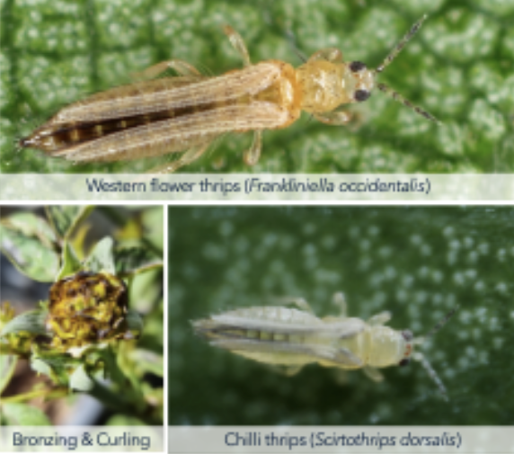 <p>Thrips</p>