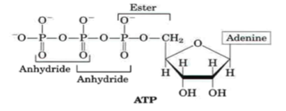 <p>Liên kết anhydride thủy phân sẽ cho nhiều nlg hơn ester</p><p>nồng độ ATP nội bào khoảng 1mmol/l</p>
