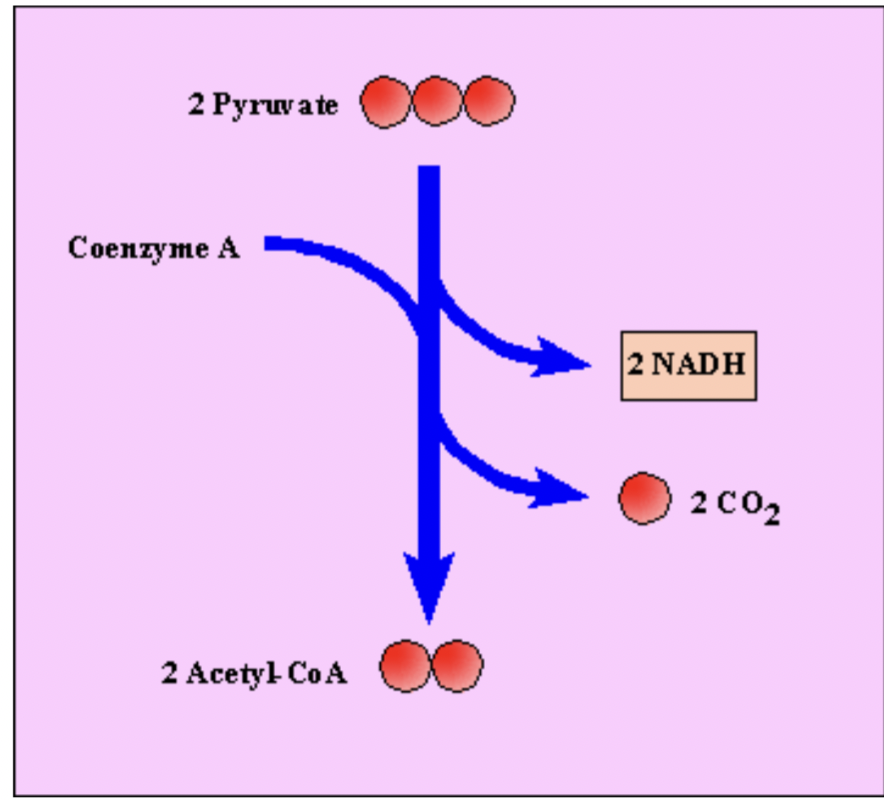 <p>Oxidation of pyruvate to acetyl-CoA</p>