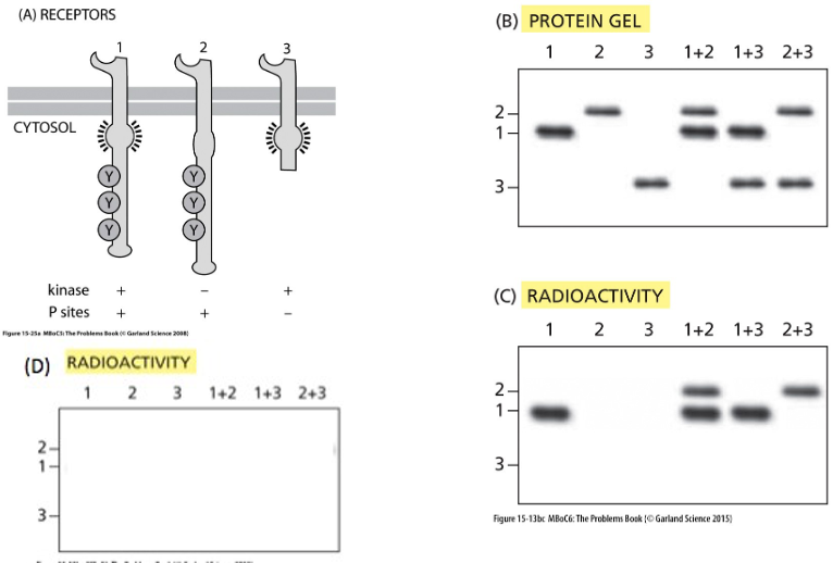 <p>When a receptor tyrosine kinase binds its ligand and forms a dimer, do the individual receptor molecules only phosphorylate themselves or does one receptor cross-phosphorylate the other and vice versa? To investigate this question, you have constructed genes for three forms of a RTK as shown in figure A: </p><p>Number 1 is the normal form with an active kinase domain and three sites for phosphorylation, </p><p>Number 2 is a large form that carries an inactivating point mutation in the kinase domain but retains the three phosphorylation sites, and </p><p>Number 3 is a short version that has an active kinase domain but is lacking the sites of phosphorylation. </p><p>You express the genes on their own or in combination in a cell line that lacks this receptor and then break open the cells and add the ligand for the receptor in the presence of radioactive ATP. You immunoprecipitate the receptors and analyze them for expression levels by staining for protein (Fig. B) and for phosphorylation by autoradiography (Fig. C).<span>&nbsp;</span></p><p></p><p>(i)<span>&nbsp;&nbsp;&nbsp;&nbsp; </span>Does the data support a model where the individual receptor molecules can only phosphorylate themselves or does one receptor cross-phosphorylate the other and vice versa?</p><p></p><p>(ii) What results would you have expected on the autoradiograph if the other model was the correct answer? (If each receptor could phosphorylate itself)</p>