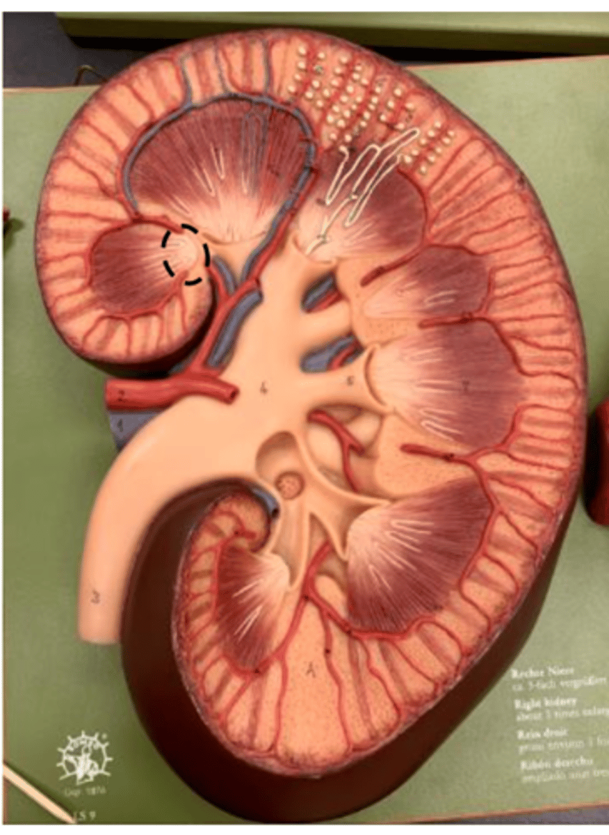 <p>white section of pyramids</p>