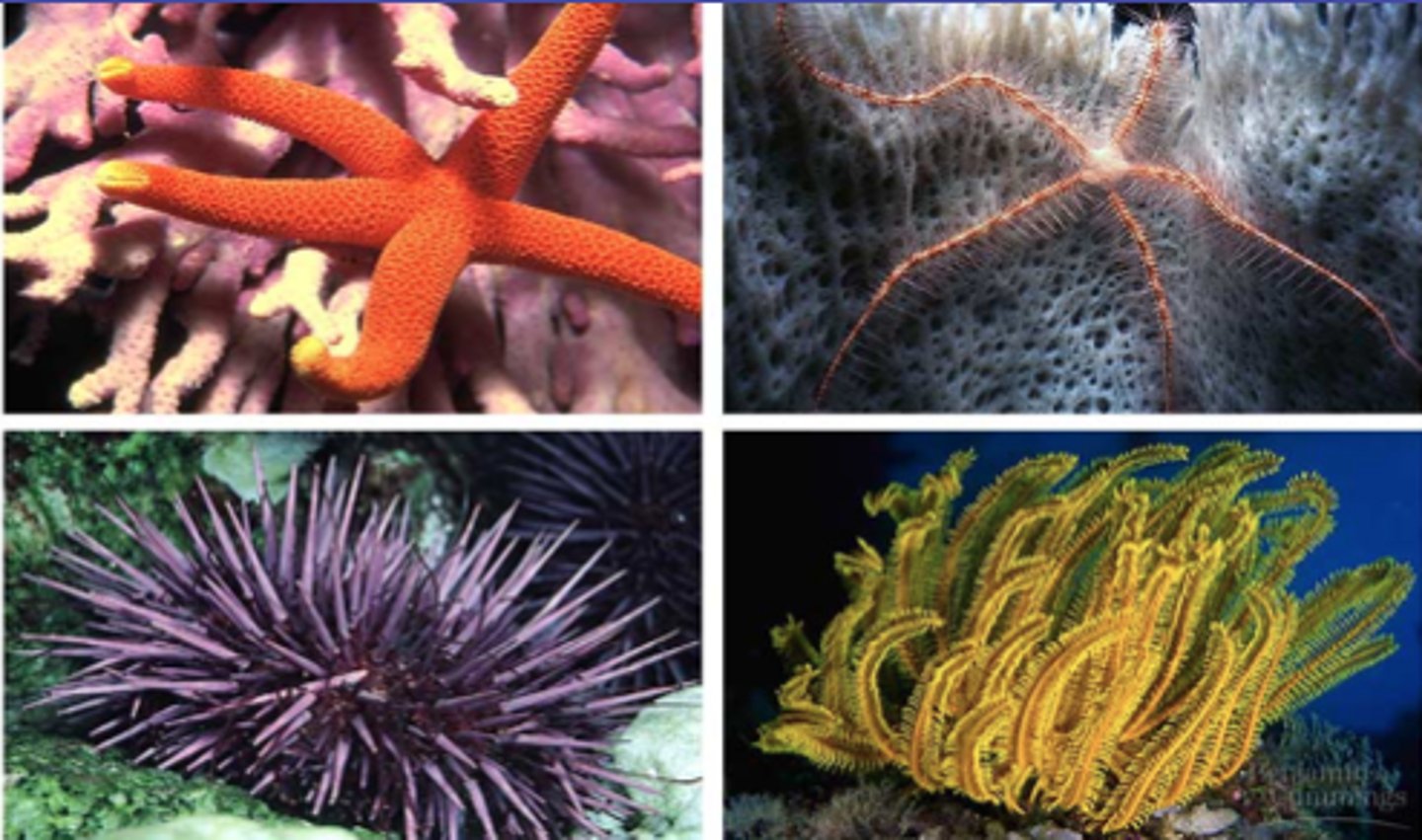 <p>Type of skeleton echinoderms have; made of ossicles</p>