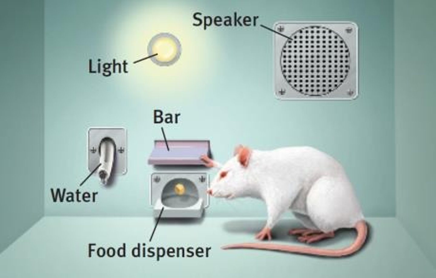 <p>A device designed for experiments where a rat presses a bar for a food reward, with a measuring device recording responses.</p>