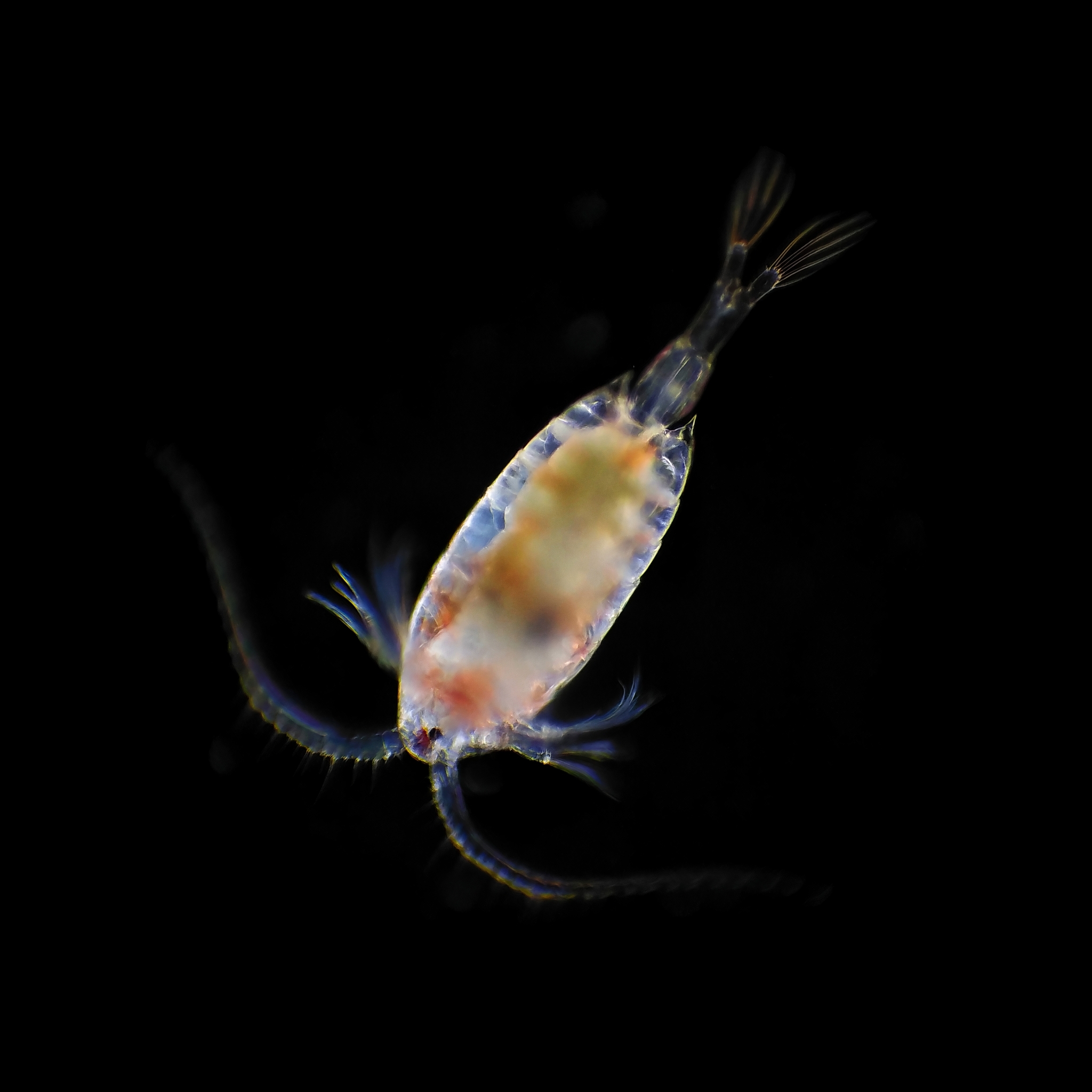 <p>Phylum Arthropoda, Class Copepoda</p>