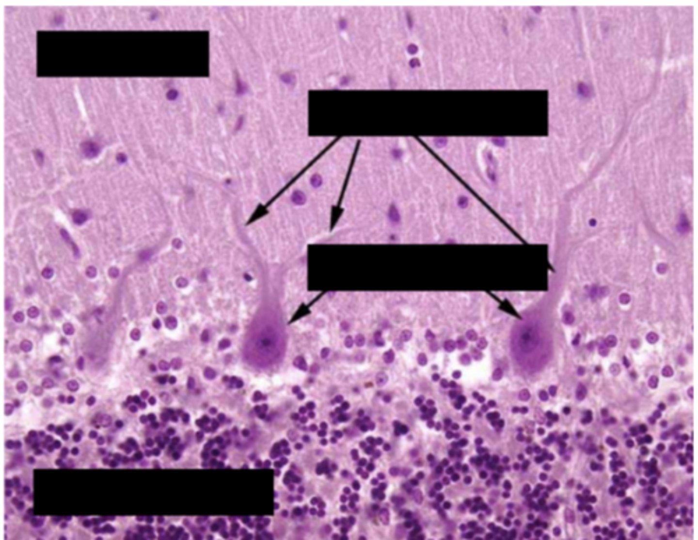 <p>Identify the region of the organ</p>